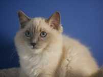 Ragdoll kotka hodowlana blue mitted po Championie, FPL,FIFE