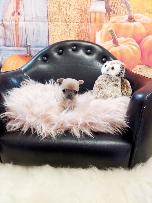 Chihuahua piękna płowa mini sunia