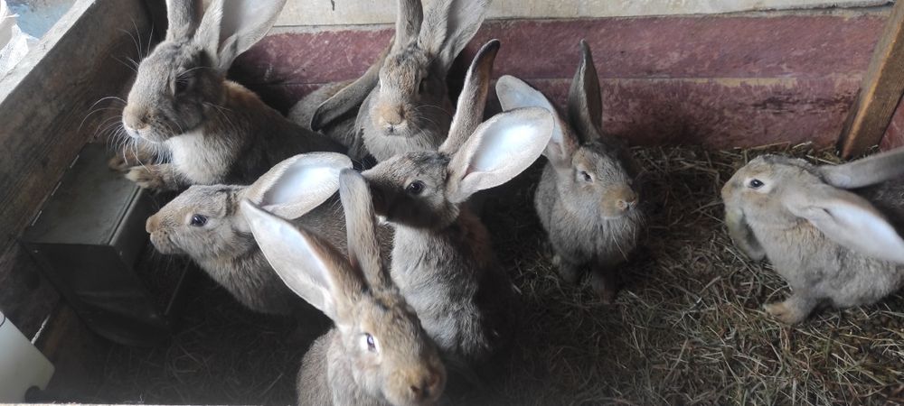 Sprzedam młode króliki