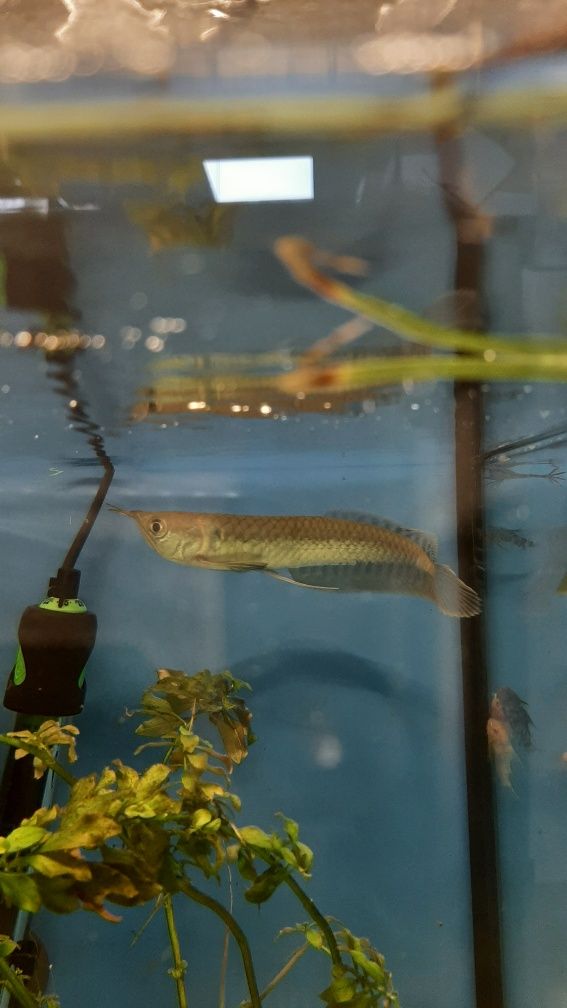 Arowana w PAWIK.PL sklep zoologiczny