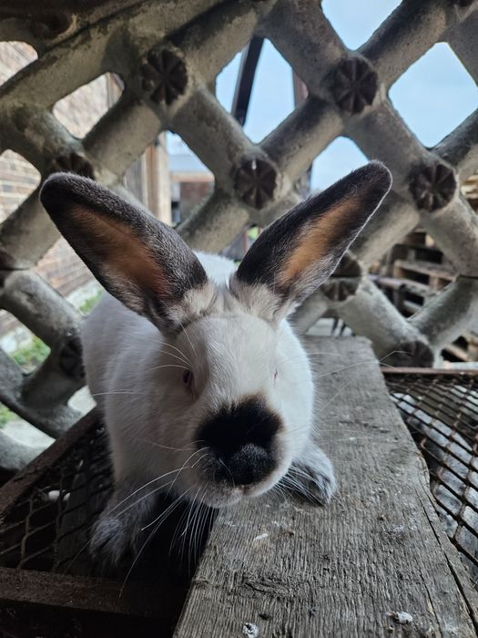 Królik kalifornijski czarny samiec