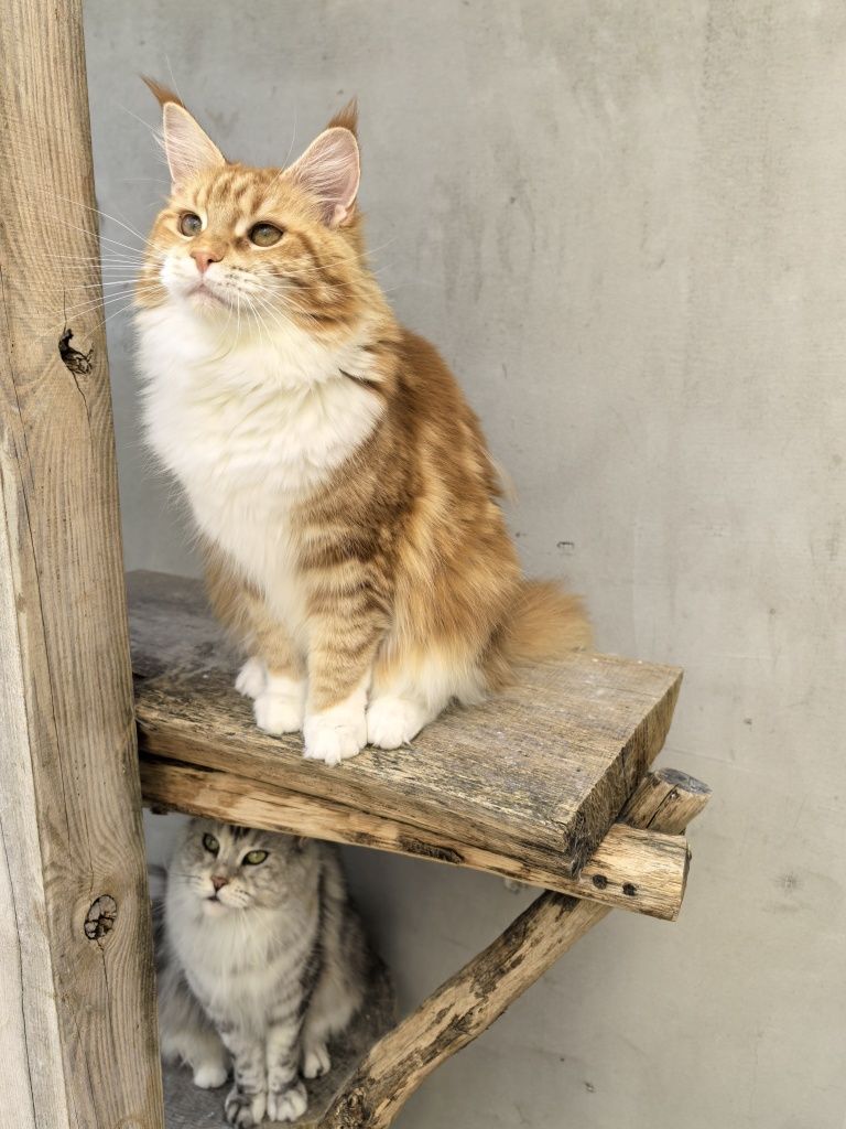 Catholini Maine Coon RUTKA ruda kotka