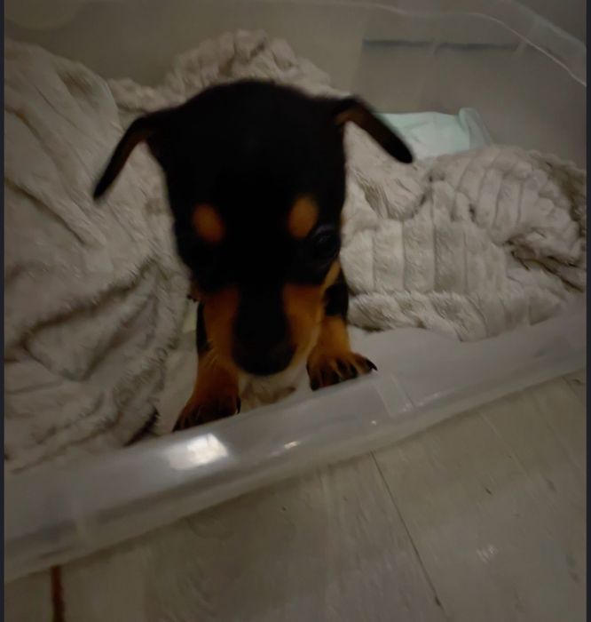 Teckel   Salsicha arlequim