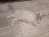 Ragdoll Kocurek ODI reproduktor