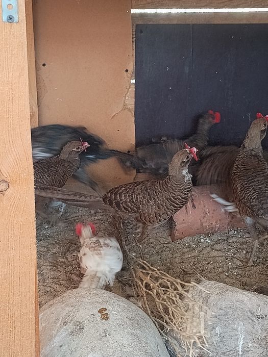 Sprzedam bażanty  złote górnik