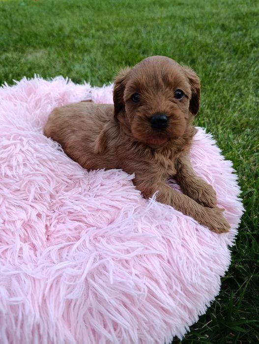 Cavapoo śliczna Suczka