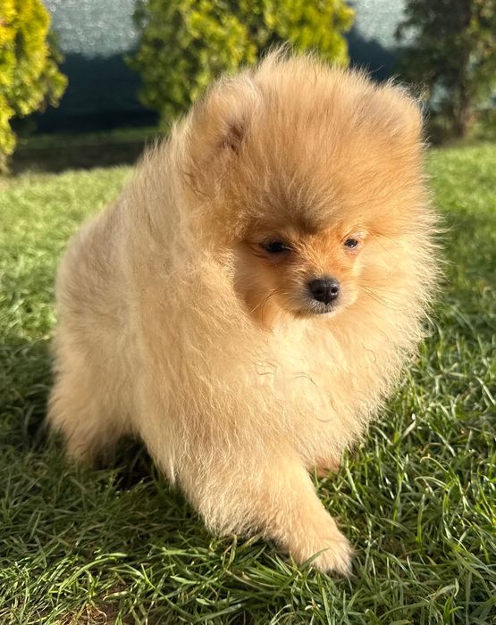 Szpic miniaturowy Pomeranian piesek