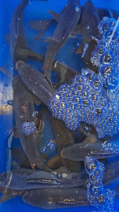 Karp, karpie, karp królewski