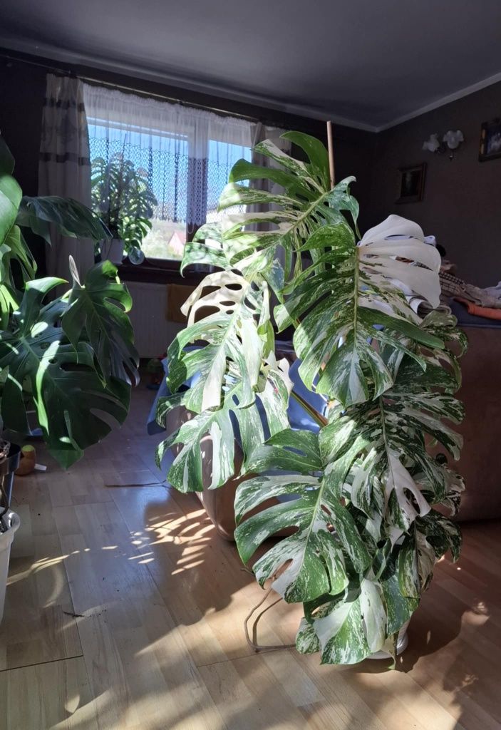 Monstera Variegata