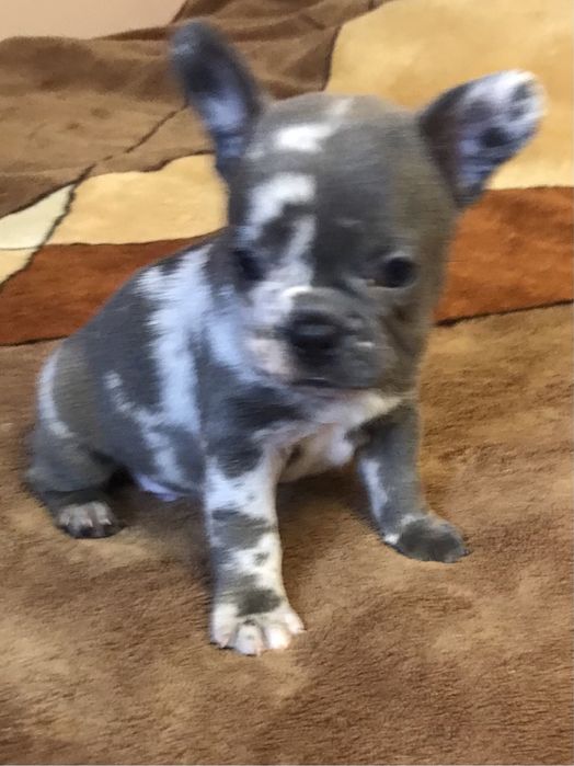 Французький бульдог, дівчинка.