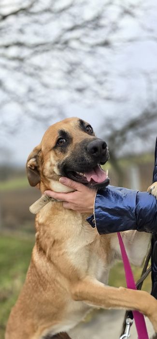 Stanley duże dziecko
