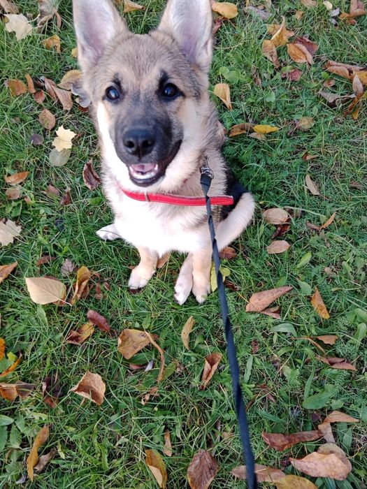 Oddam w dobre ręce! Kochani,  szukamy domu dla przyjaznej Lili.