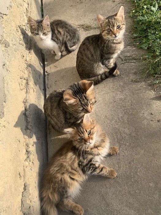 Котики кішечки чудові моркотуни)