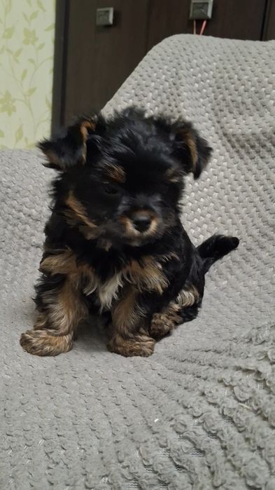 Йоркширский терьер мини мальчик