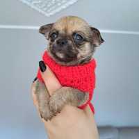 Monte piękny malutki  chłopiec Chihuahua