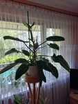 Kwiat filodendron ( Philodendron ).