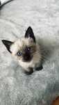 Gatinho para adoção 1,5 meses