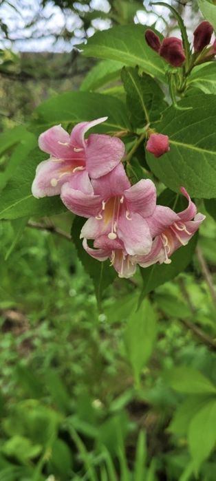 Вейгела рожева, саджанці.