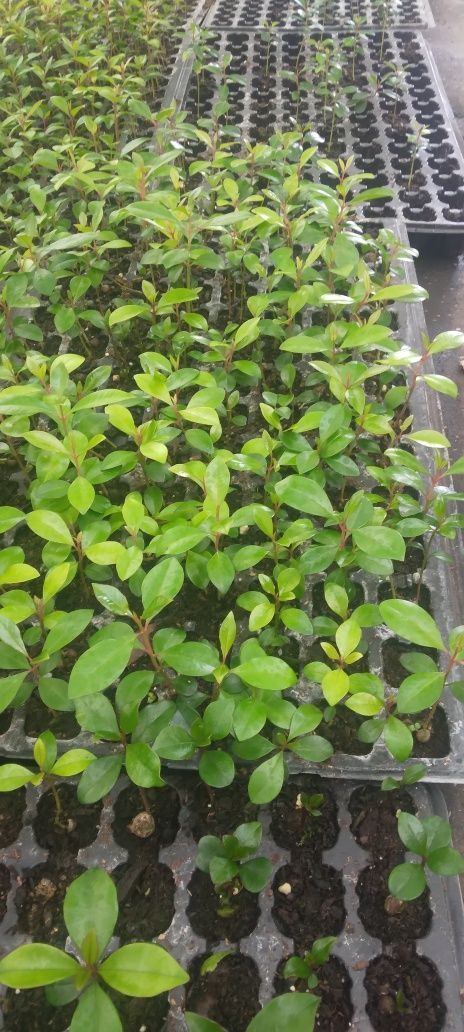 Eugenias para sebes  a partir  de 1€
