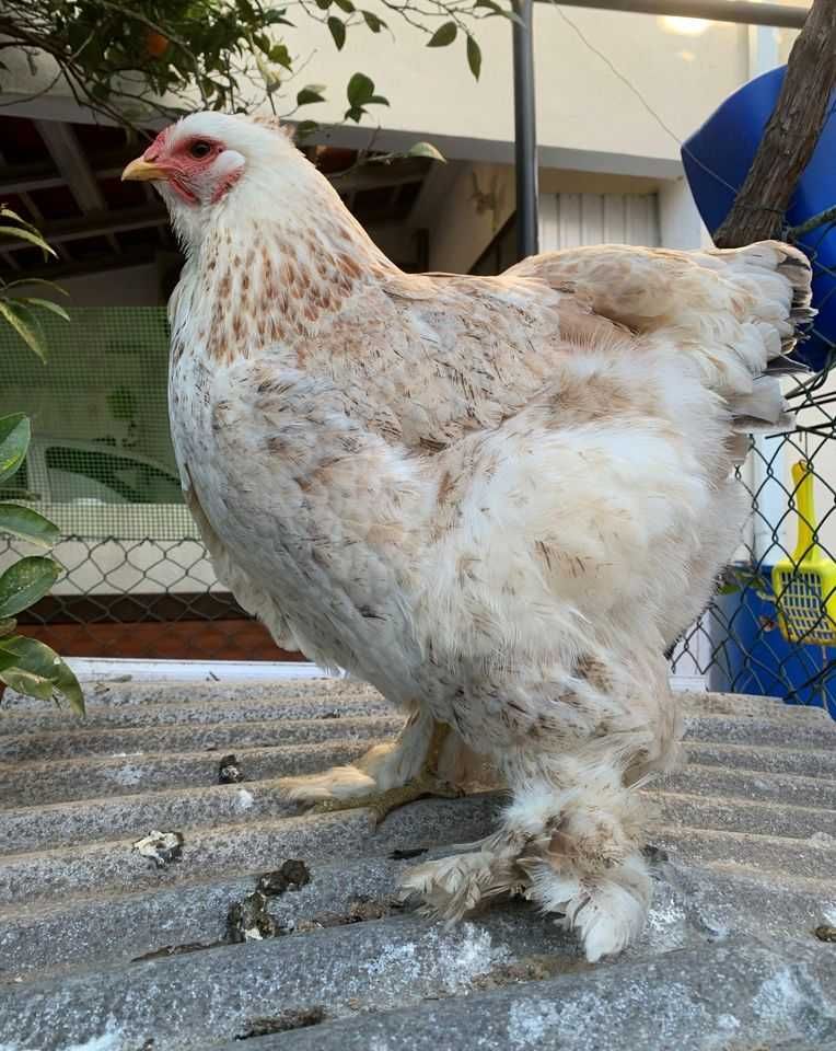 Ovos de galinha Brahma Laceado galados (férteis)