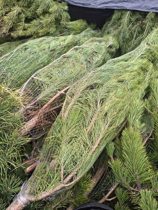 Сосна кримська місто Дніпро опт роздріб