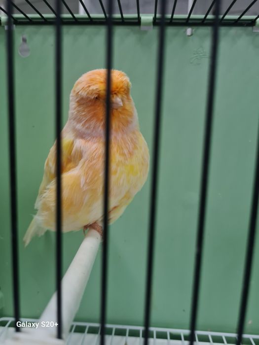 Canários Norwich Machos