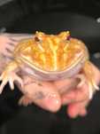 Żaba rogata albinos, 3 lata – zdrowa, piękne ubarwienie