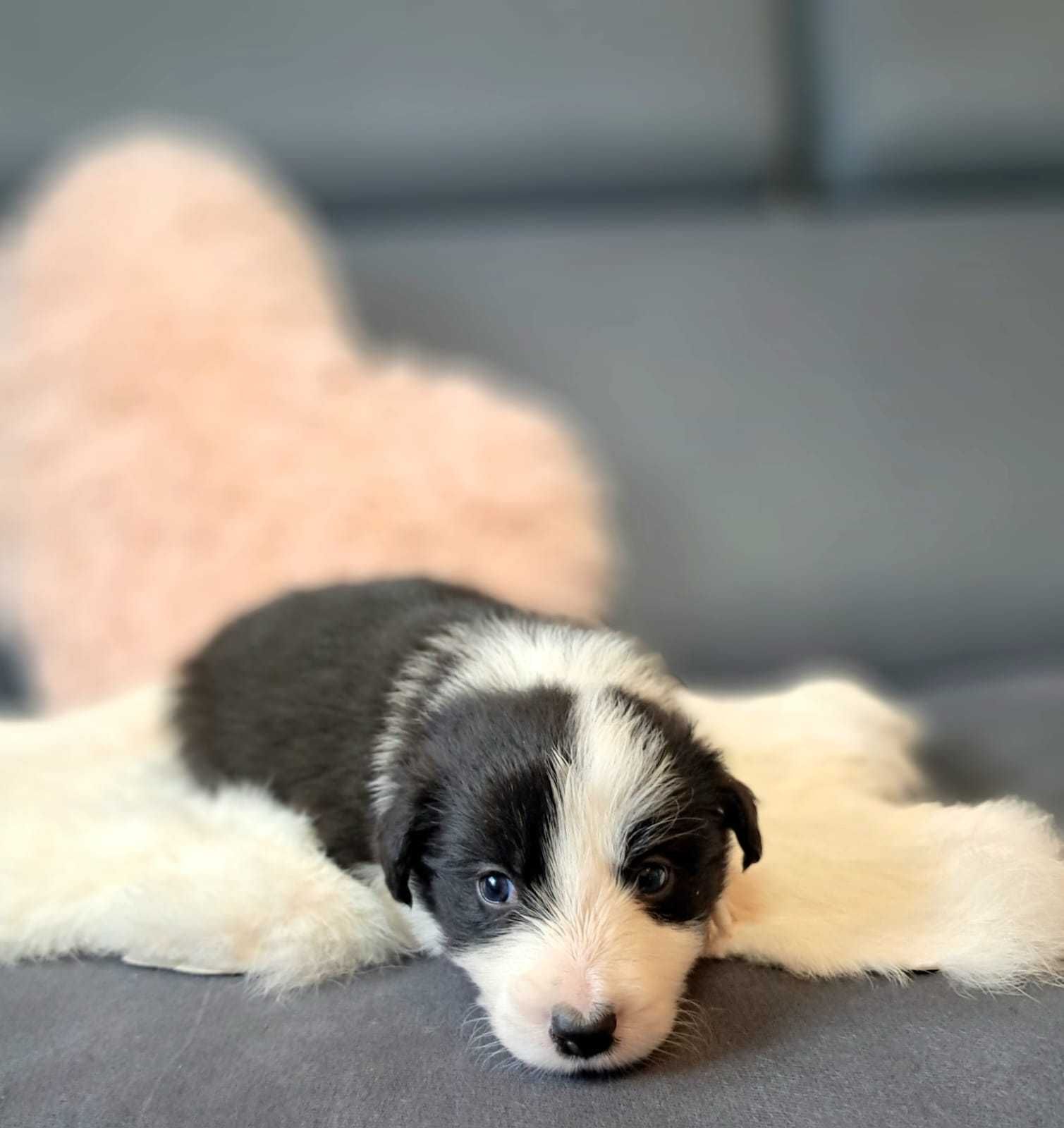 Śliczny szczeniak Border collie
