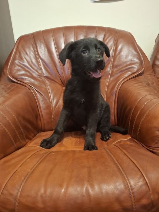 Owczarek niemiecki krótkowłosy