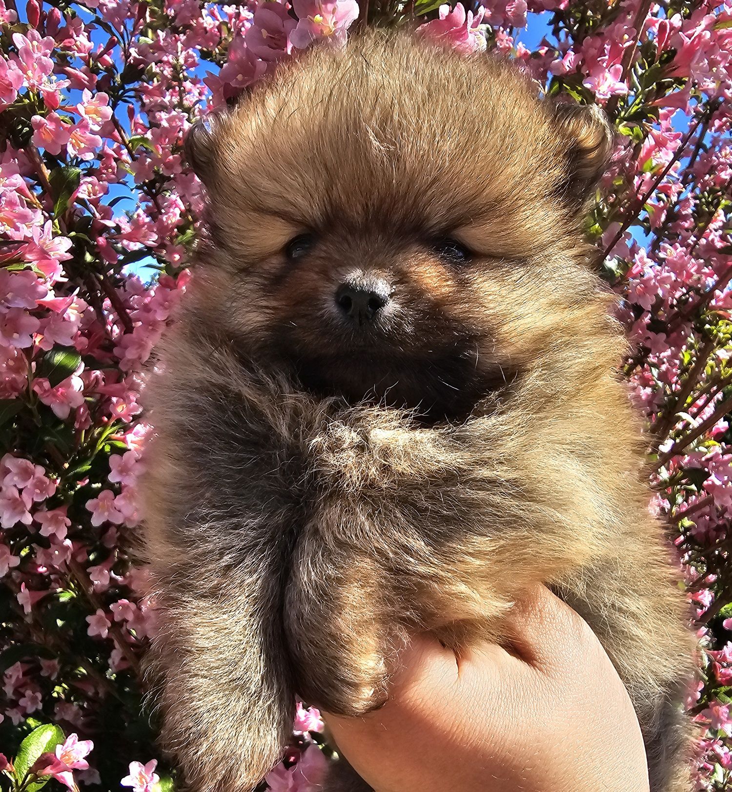 Sunia cudowna pomeranian