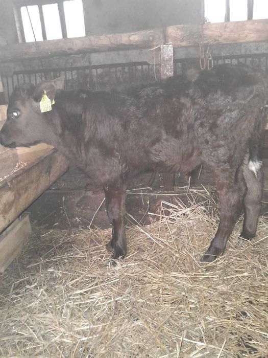 Byczki cielaki sprzedam