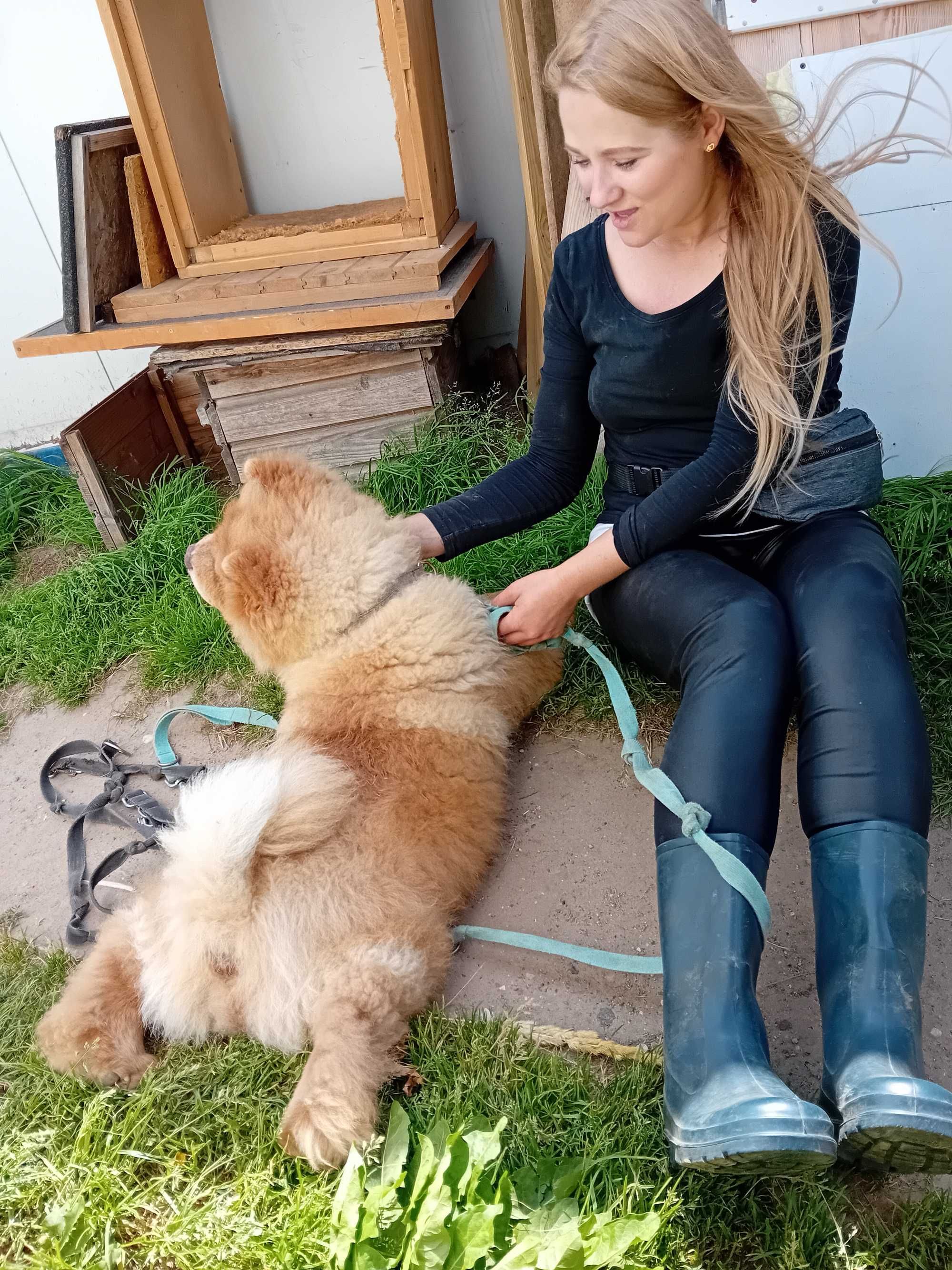 SAM - w typie rasy Chowchow w schronisku, łagodny. [FILMIK]