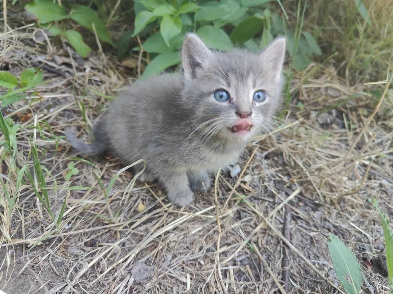 Віддам маленьке кошеня