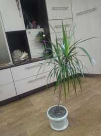 Драцена пальма 93 см