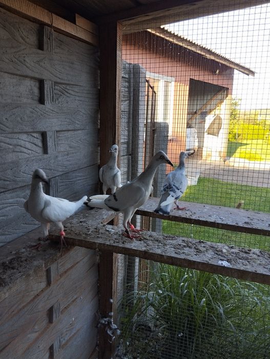 Gołebie pasiaki i para srebniaków
