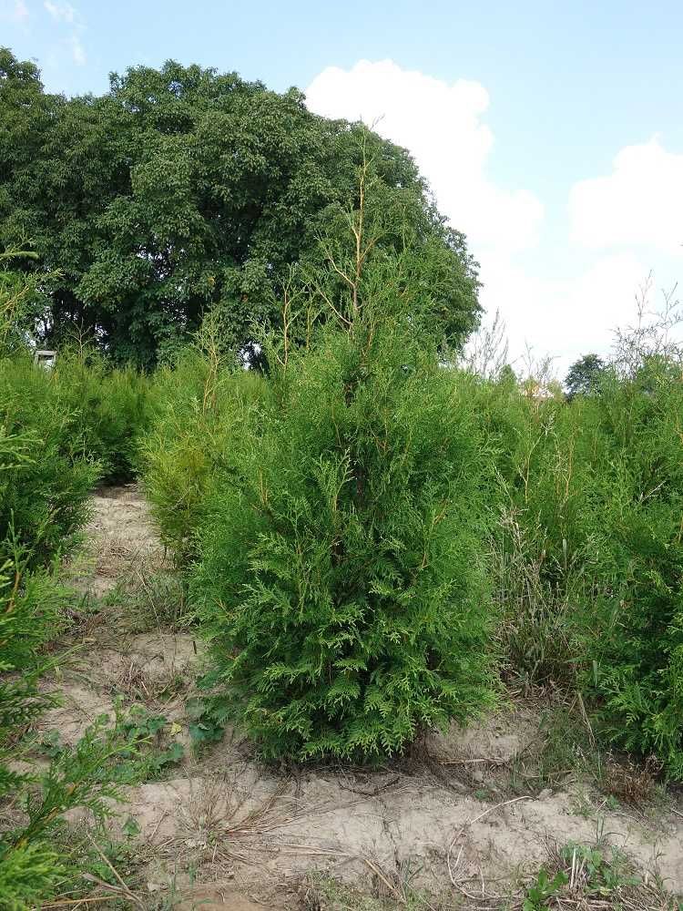 Thuja Brabant! 200,220,240,250 cm! Sadzenie! Tuja! Tuje! Transport!