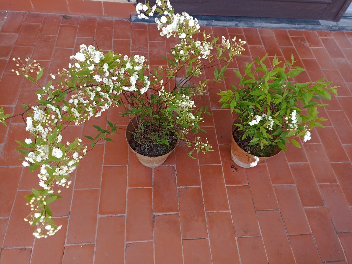 Plantas - Ivónimo e Aspíria