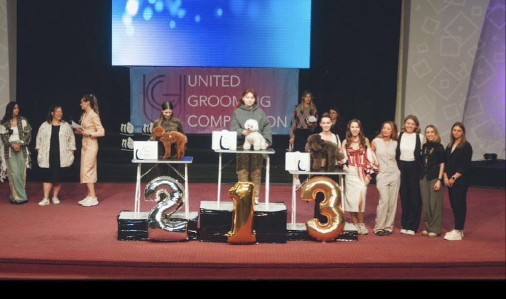 Елітні цуценята бішон фрізе (bichon frise).