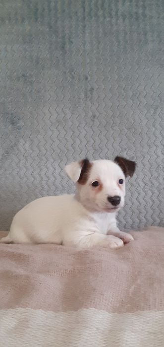 Jack Russell terrier- suczka