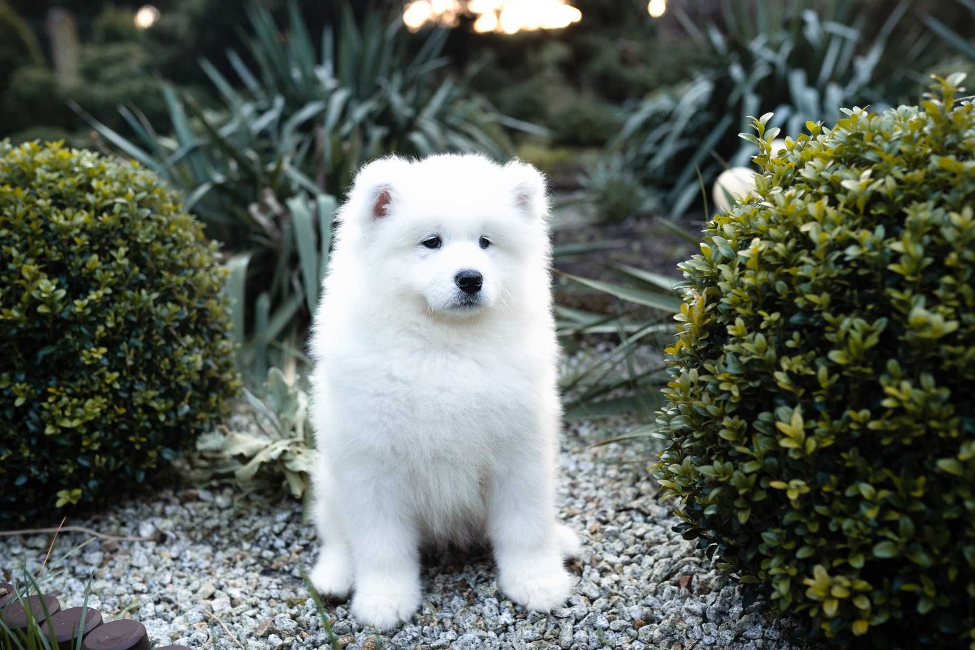 Samoyed dziewczynka gotowa do zmiany domu