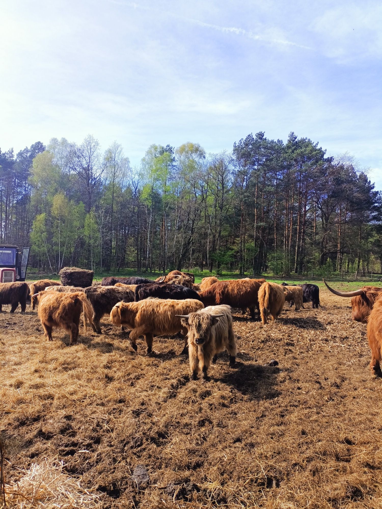 Bydło szkockie do sprzedania