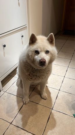 Do adopcji pies w typie akity husky oddam w dobre i kochające ręce