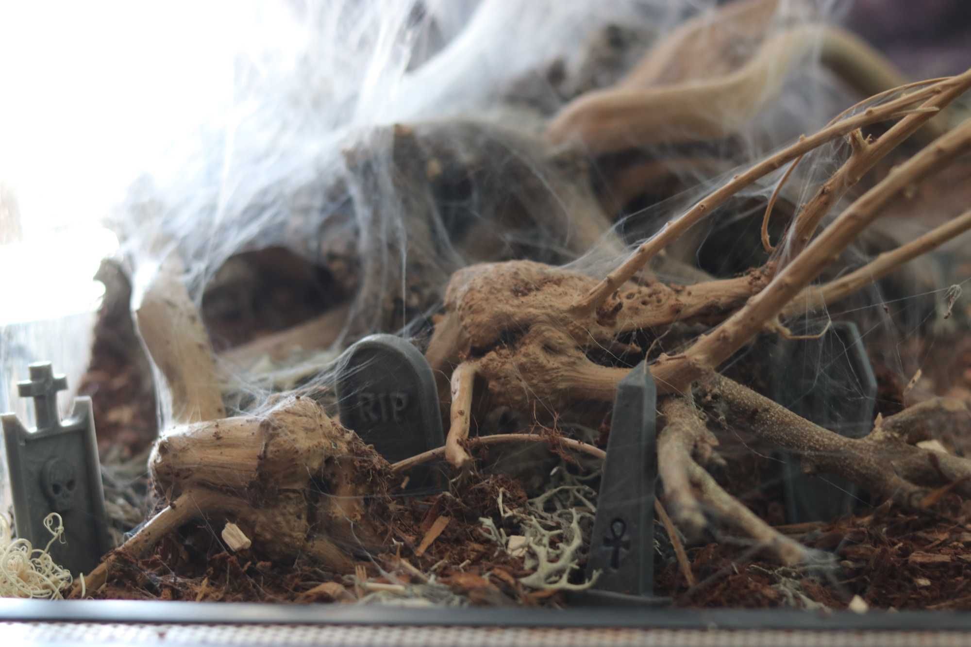 Akcesoria do terrarium - nagrobki, elementy wystroju dla pająków