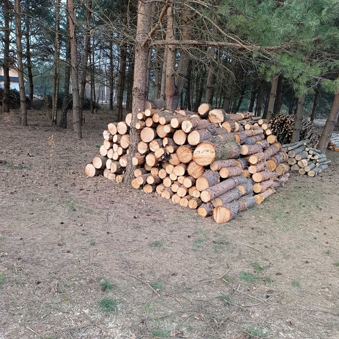 Drzewo na opał Sosna