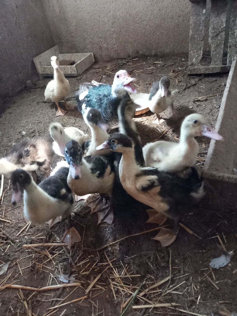 Vendo patos mudos novos
