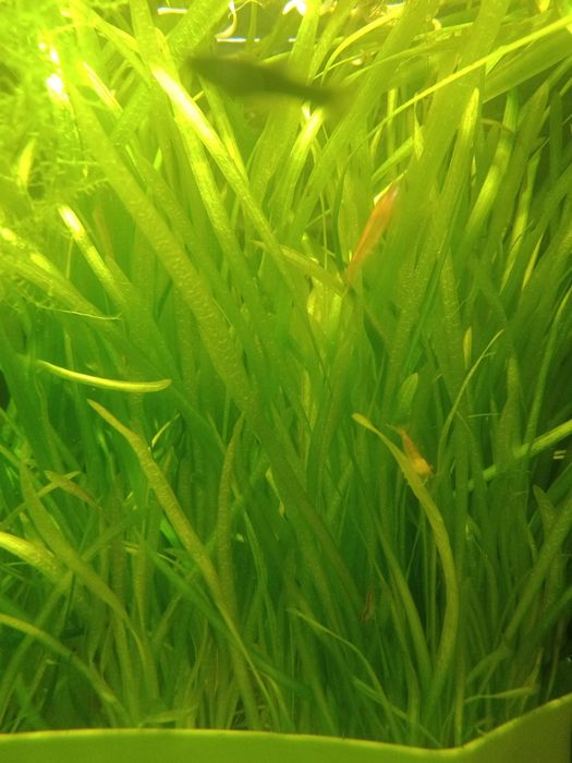 Trawka akwariowa vollisneria