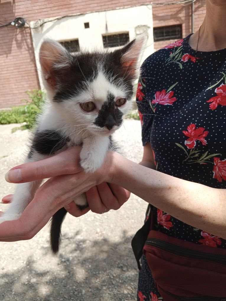 Котенок Бублик 2.5 мес