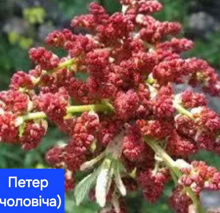 Фісташка Джамбо,Альбіна, Гірська Жемчужина, чол.Петер