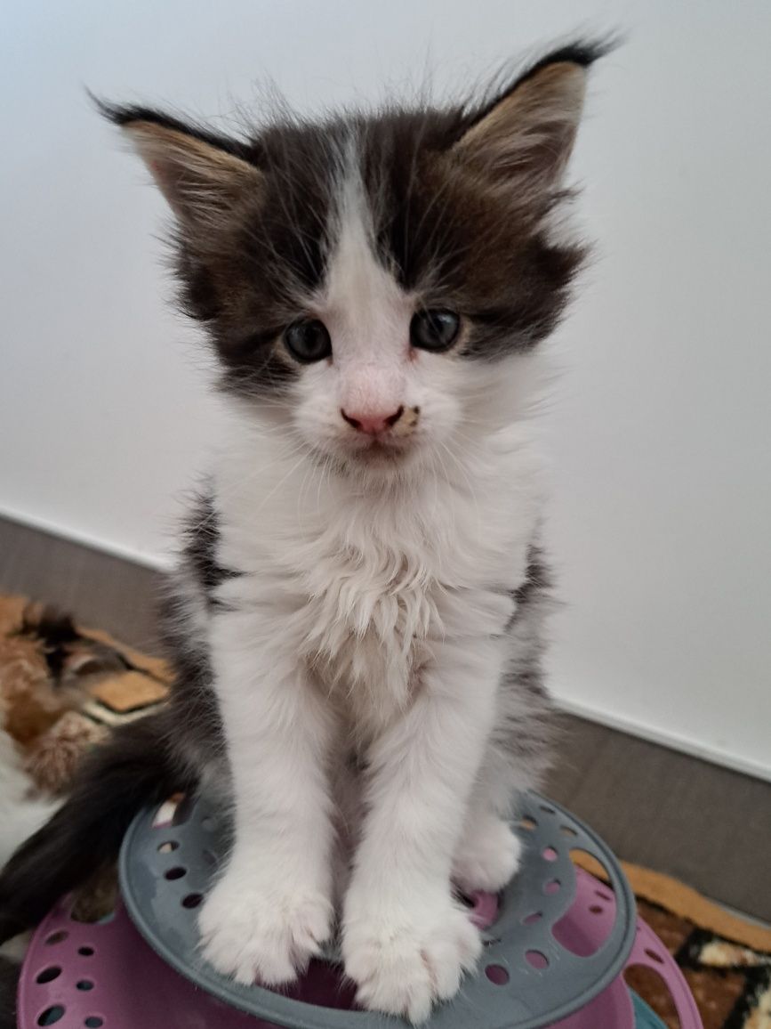 Gringo Maine Coon