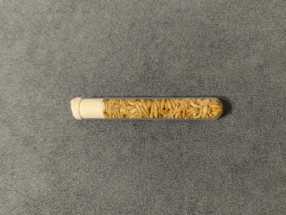 Зерновий корм для мурах 100гр. + Білковий корм(гамарус)